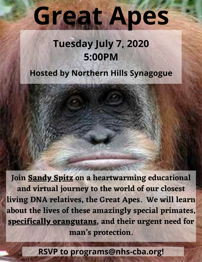 The Great Apes, Tuesday, July 7, 2020, at 5 pm at Northern Hills Synagogue. Join Sandy Spitz on a heartwarming educational journey to the world of our closest DNA relatives, the Great Apes! We will learn about orangutans in this session.